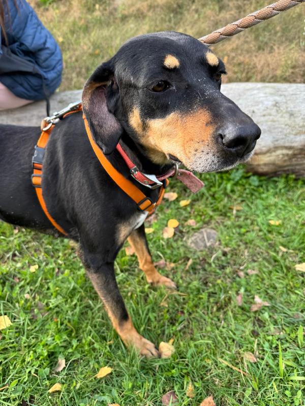 Skylar, Una Splendida Simil Segugia